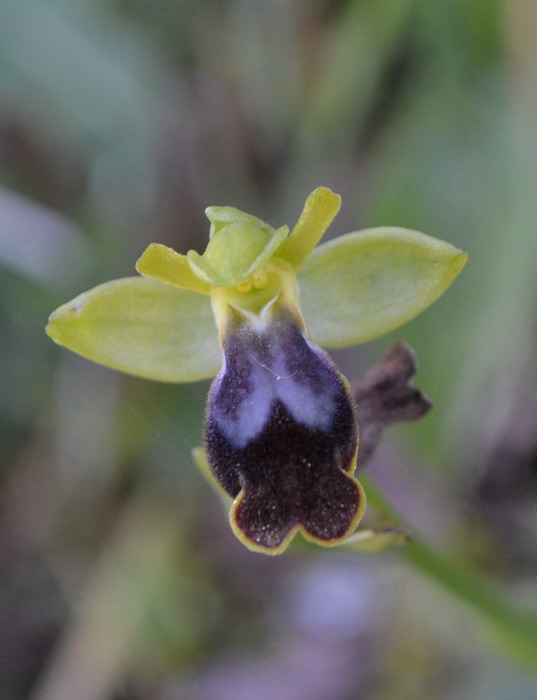 Ophrys gackiae P. Delforge ?